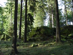 Bosque de Alemania