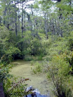 Bosque de Florida