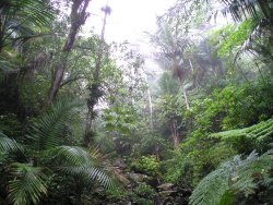 Paisaje del bosque ecuatorial
