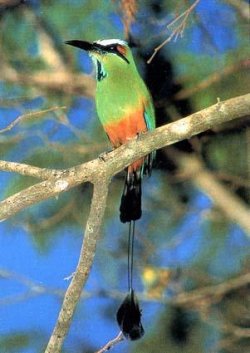 Guardabarro, pájaro nacional de Nicaragua