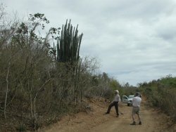 Commons Wikimedia: Bosque seco, Vieques, Puerto Rico