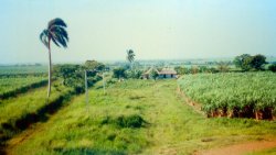 Commons Wikimedia: Plantación de caña de azúcar en Cuba
