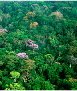 Bosque lluvioso en Panamá