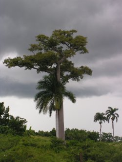 Commons Wikimedia: Naturaleza de Cuba en Cienfuegos