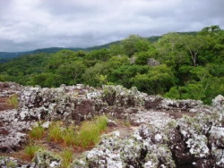 Commons Wikimedia: Selva de Paraguay