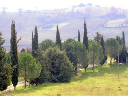 Commons Wikimedia: Paisaje de la Toscana (Italia)