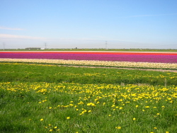 Commons Wikimedia: Explotación de tulipanes (Países Bajos)