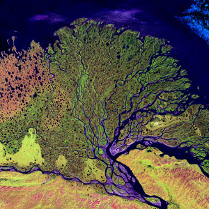 Commons Wikimedia: Delta del río Lena.