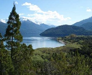 Resultado de imagen para bosques alto andinos