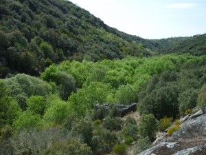 Bosque mediterráneo | La guía de Geografía