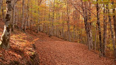 Bosques De Europa | La Guía De Geografía